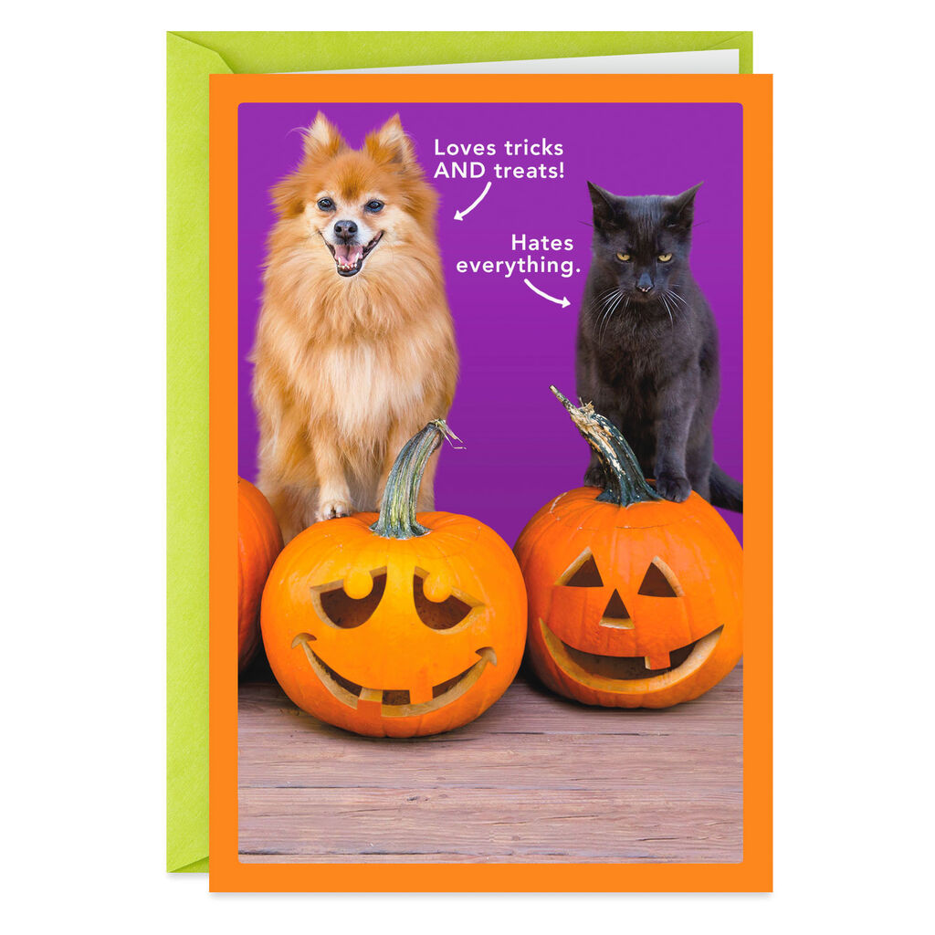 Dog And Cat With Pumpkins Funny Halloween Card Greeting Cards