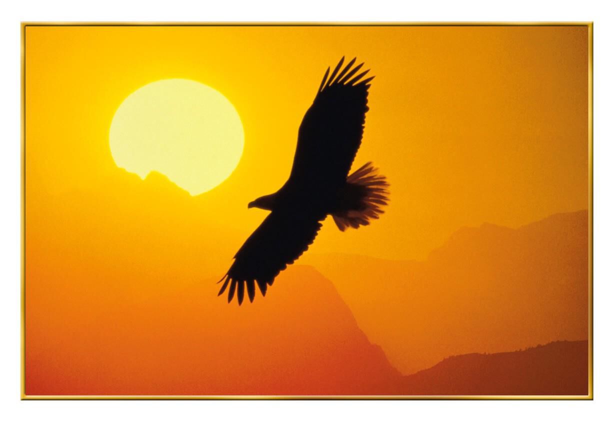 Soaring Eagle Blank Veterans Day Card