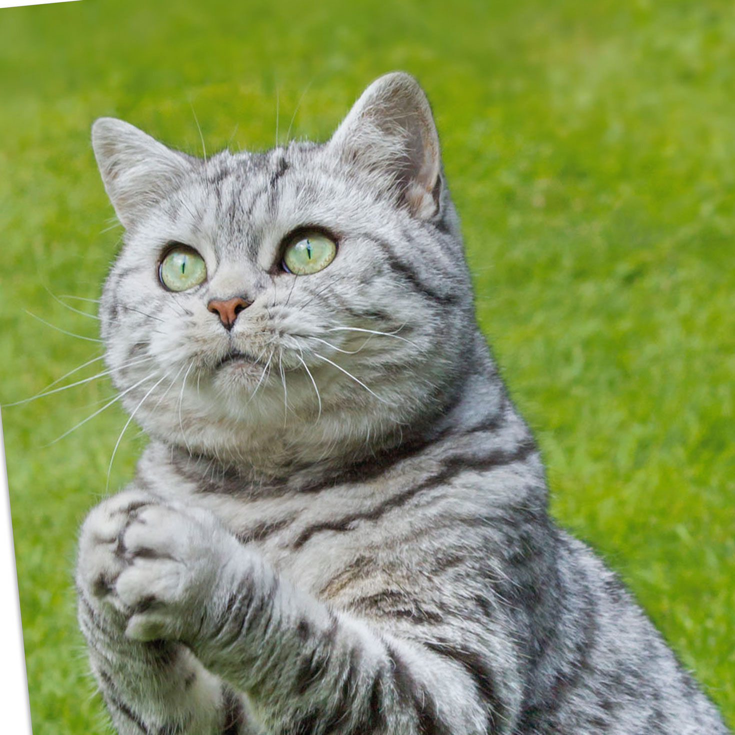 Gray Tabby Cat Praying Funny Get Well Card Card Front Detail image number 4