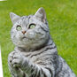 Gray Tabby Cat Praying Funny Get Well Card Card Front Detail image number 4