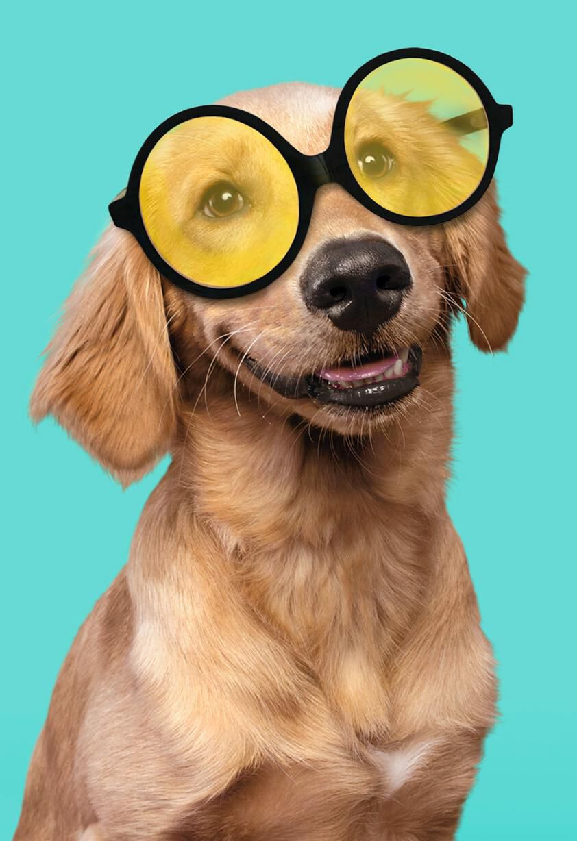 Dog in Silly Sunglasses Blank Card