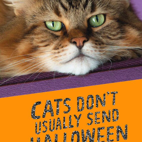 How Much I Love You Funny Halloween Card from the Cat, , large image number 4
