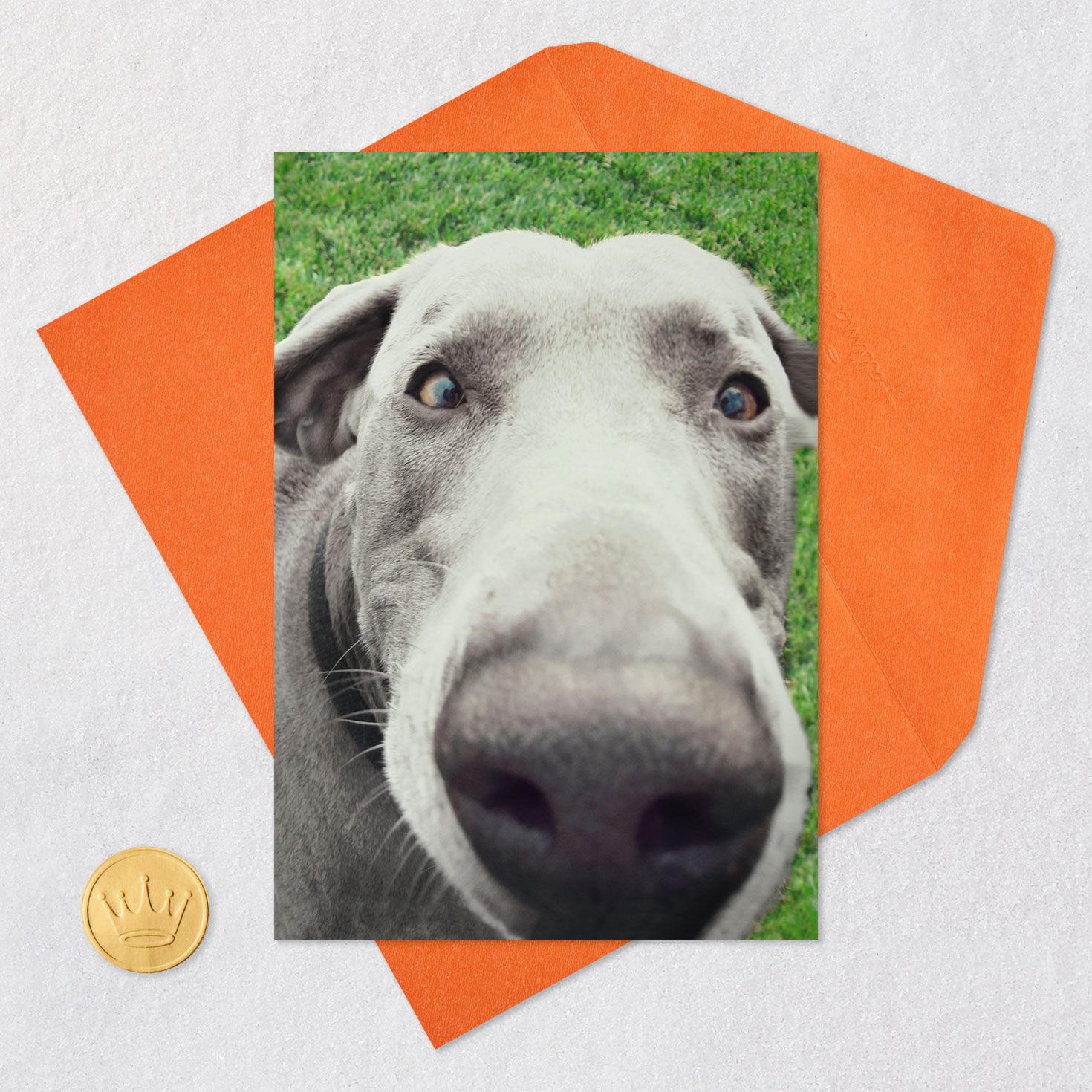 Up-Close Dog Face Funny Birthday Card Card Front with Envelope and Gold Seal image number 5