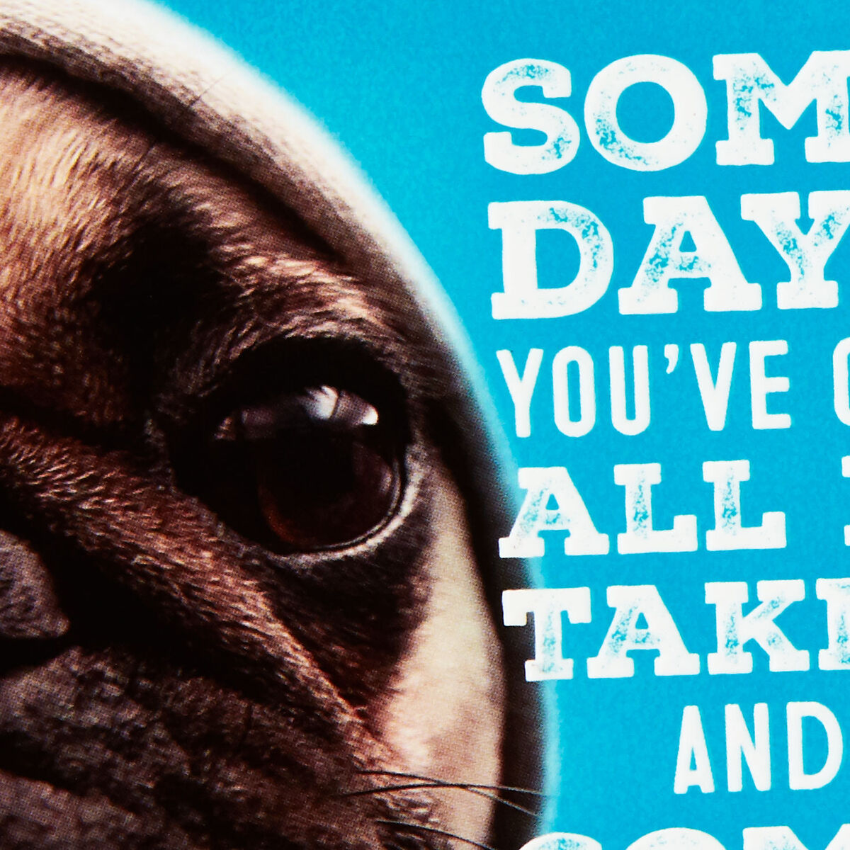 Hang in There Dog in Hoodie Encouragement Card - Greeting Cards - Hallmark