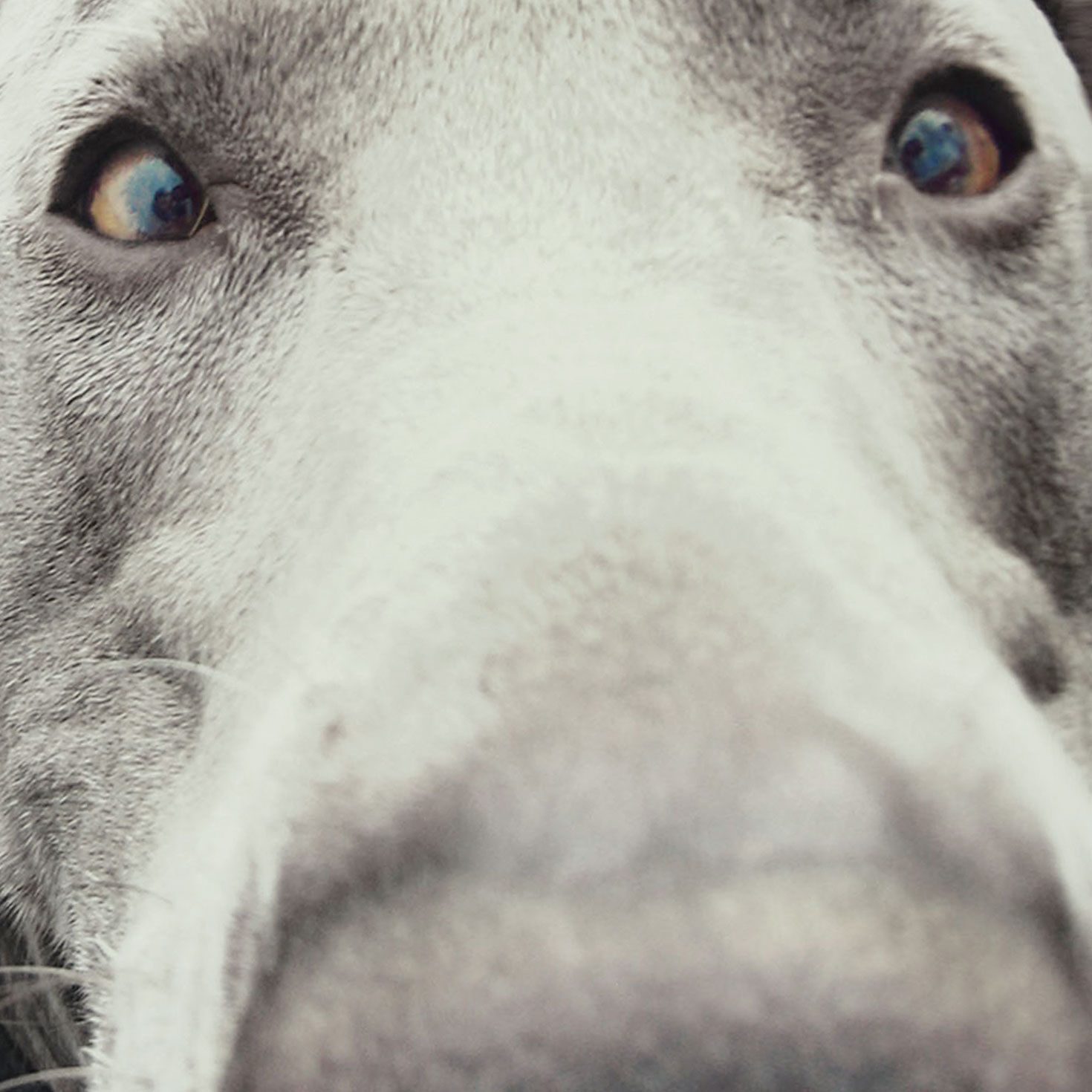 Up-Close Dog Face Funny Birthday Card Card Front Detail image number 4