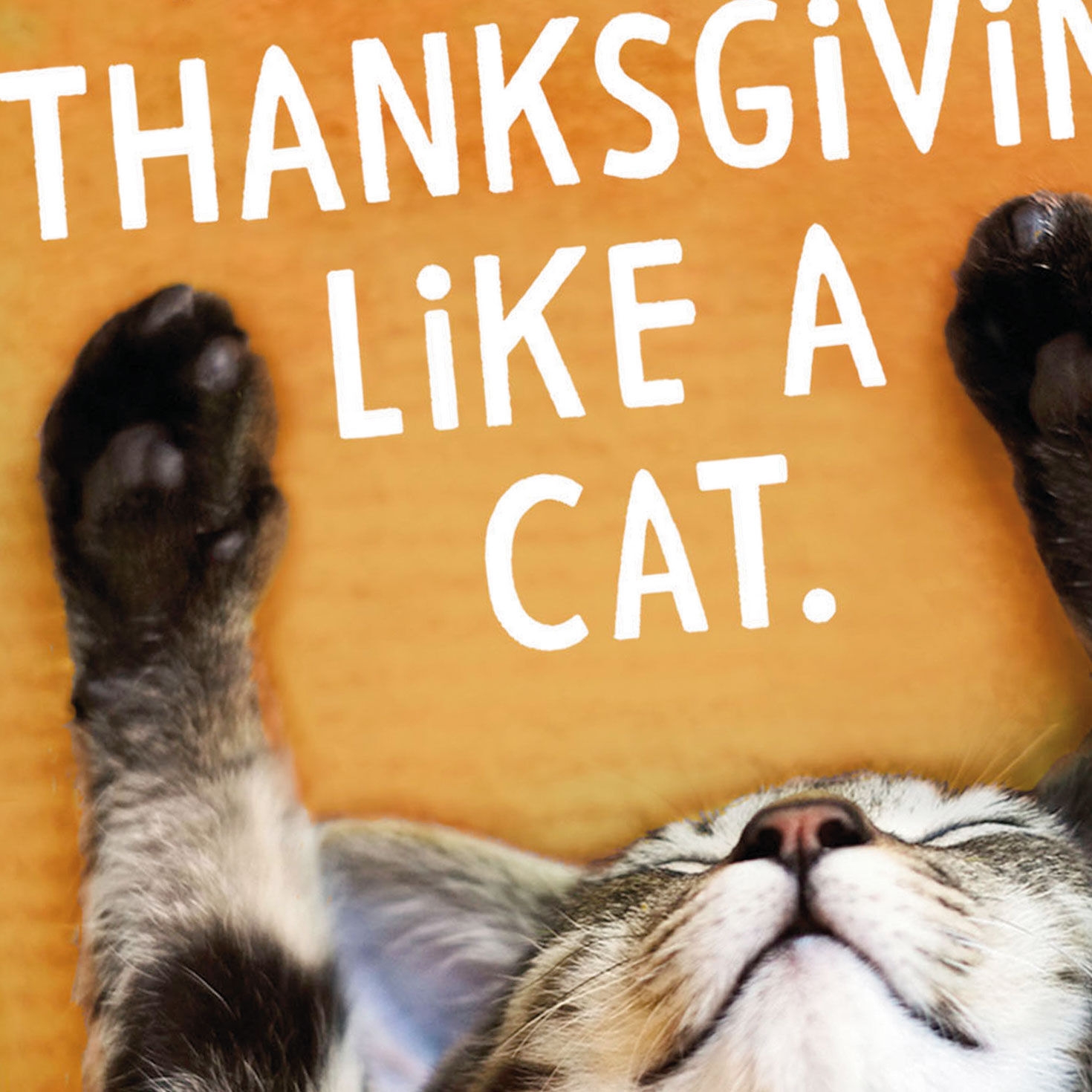 Celebrate Like a Cat Funny Thanksgiving Card for only USD 3.69 | Hallmark