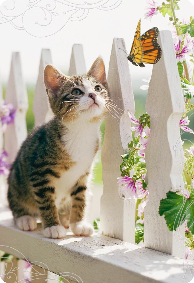 Cat and Butterfly Jumbo Friendship Card, 16.25"