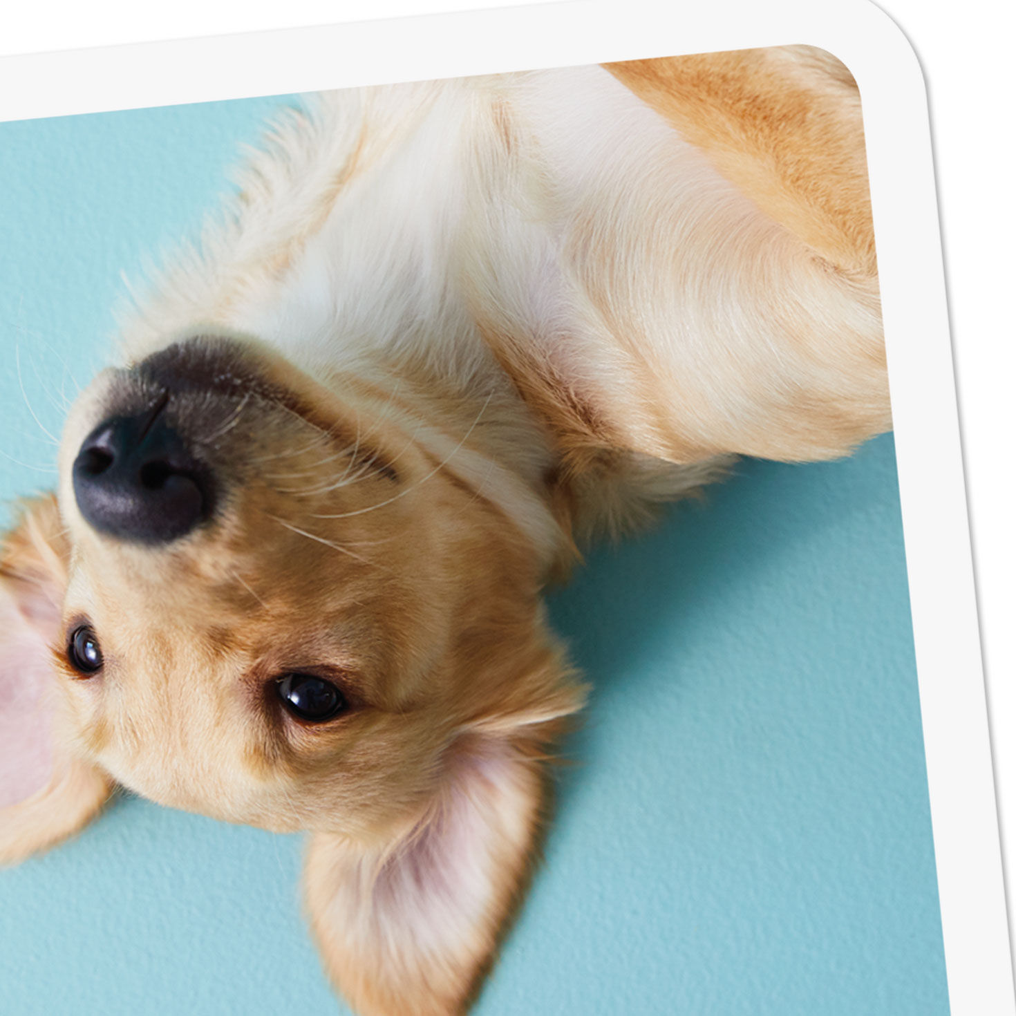 Upside-Down Dog Blank Card Card Front Detail image number 3