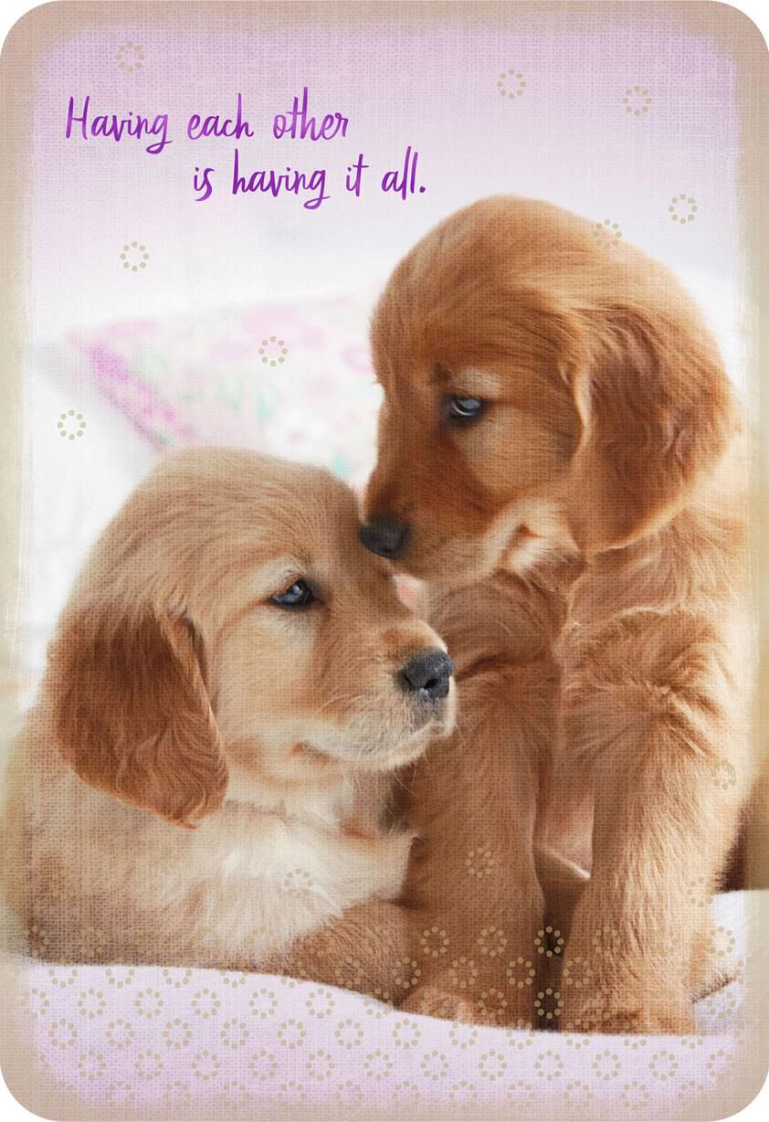 Having It All Two Puppy Dogs Romantic Love Card