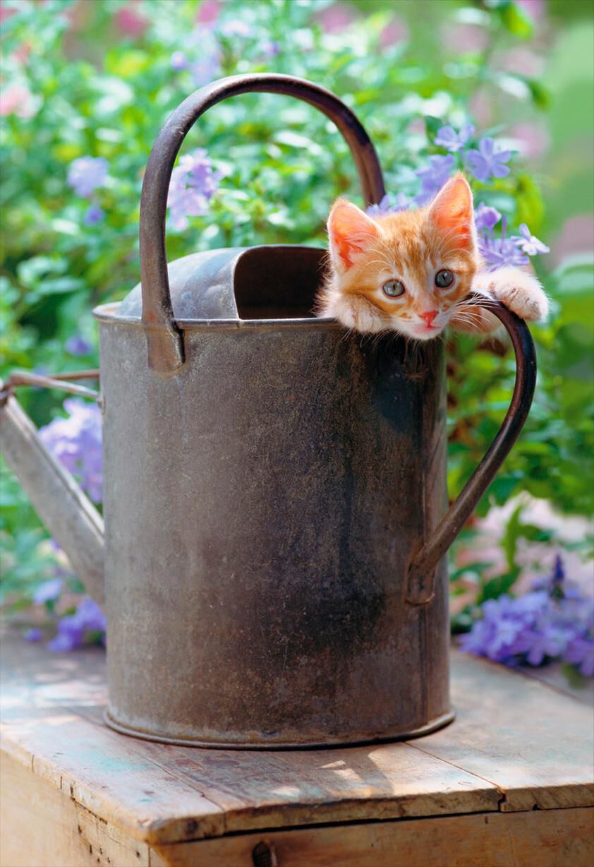 Kitten in Watering Can Blank Card