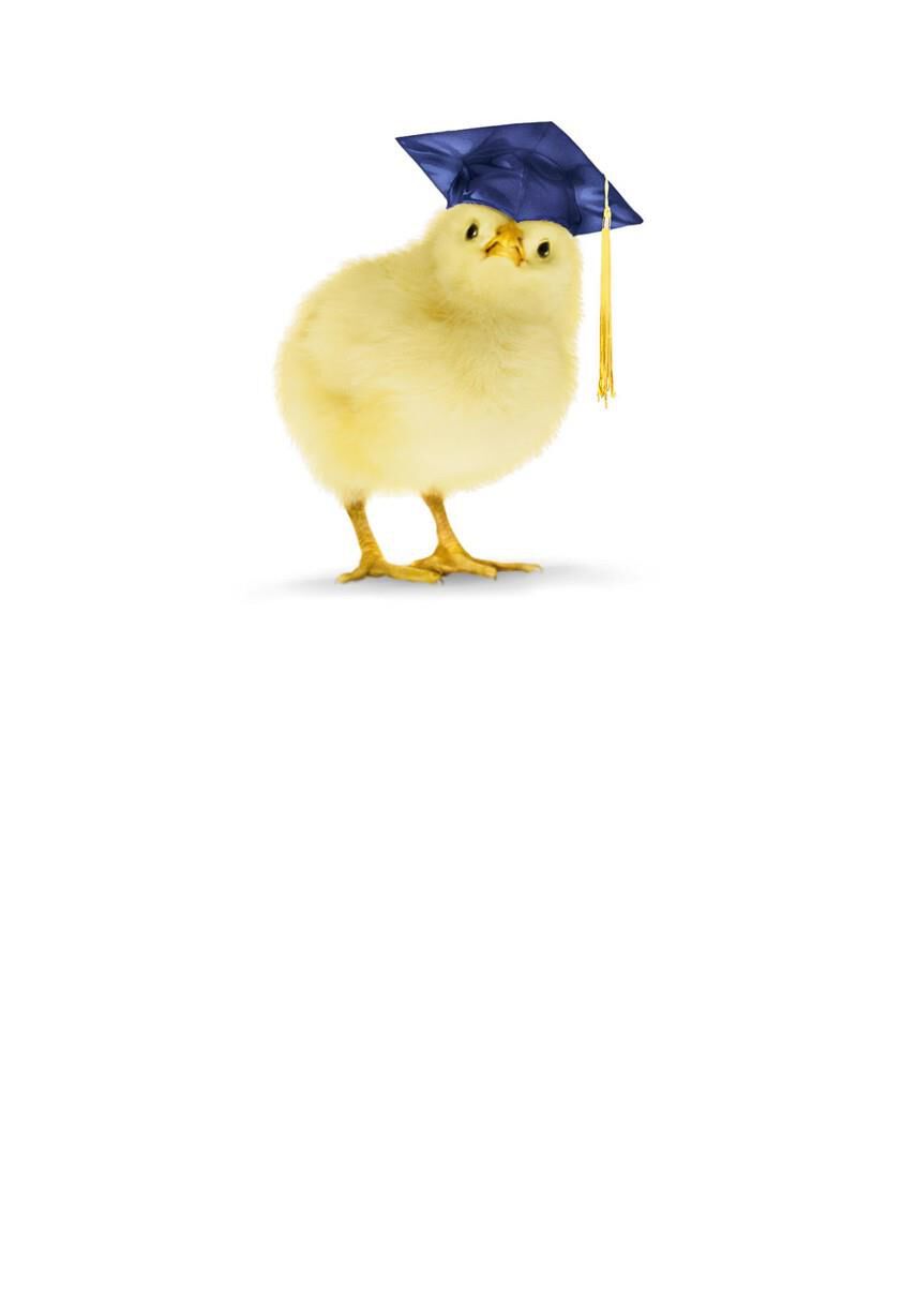 Graduation Chick Greeting Card
