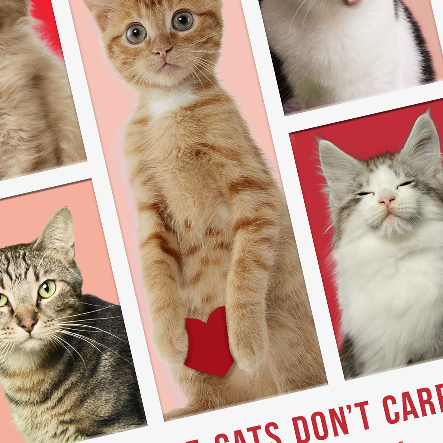 Cute Cat Photo Grid Funny Valentine's Day Card Card Front Detail image number 4