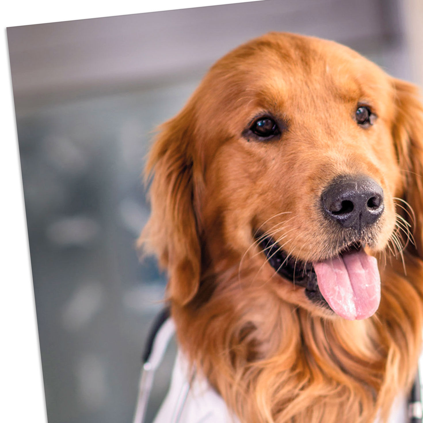 Golden Retriever Dog in Lab Coat Get Well Card Card Front Detail image number 4