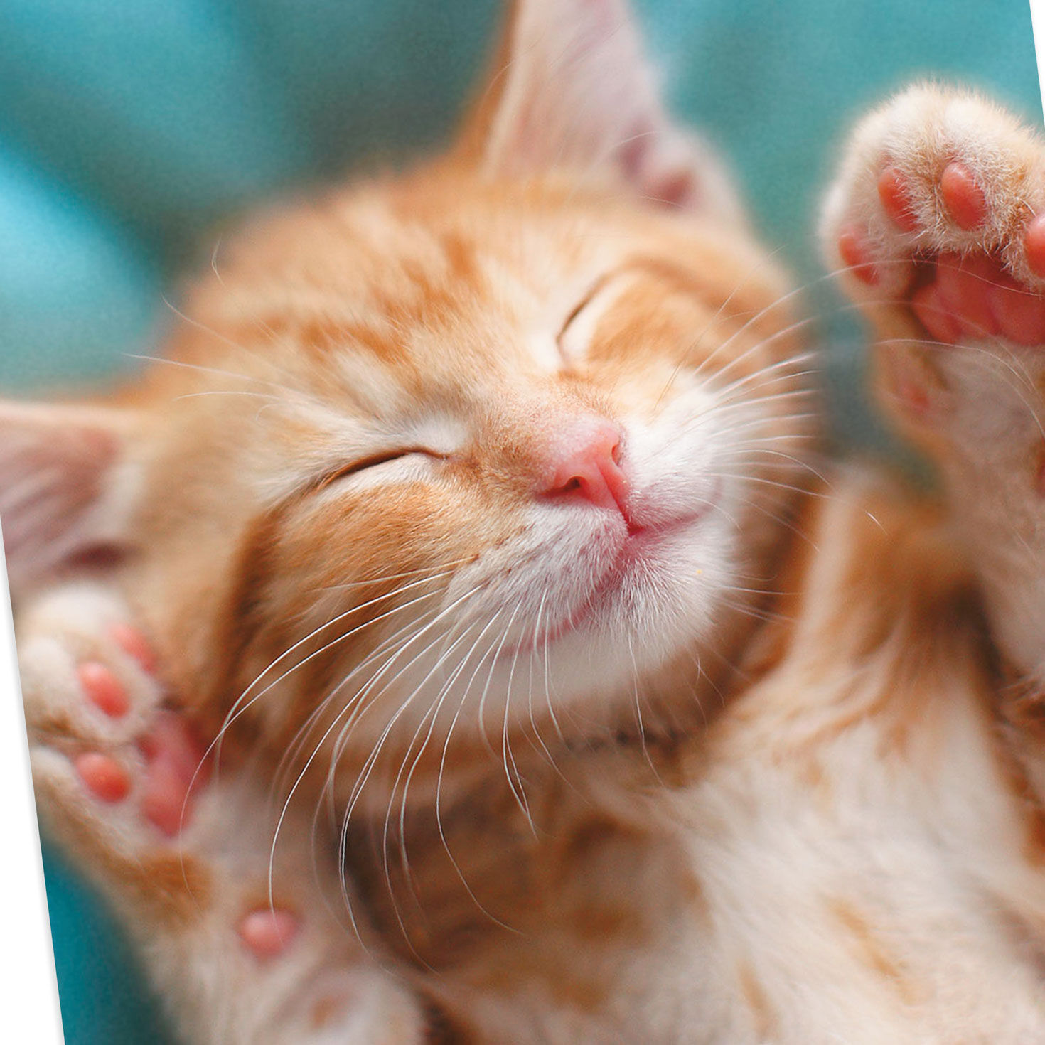 Kitten With To-Do List Get Well Card, , large image number 4