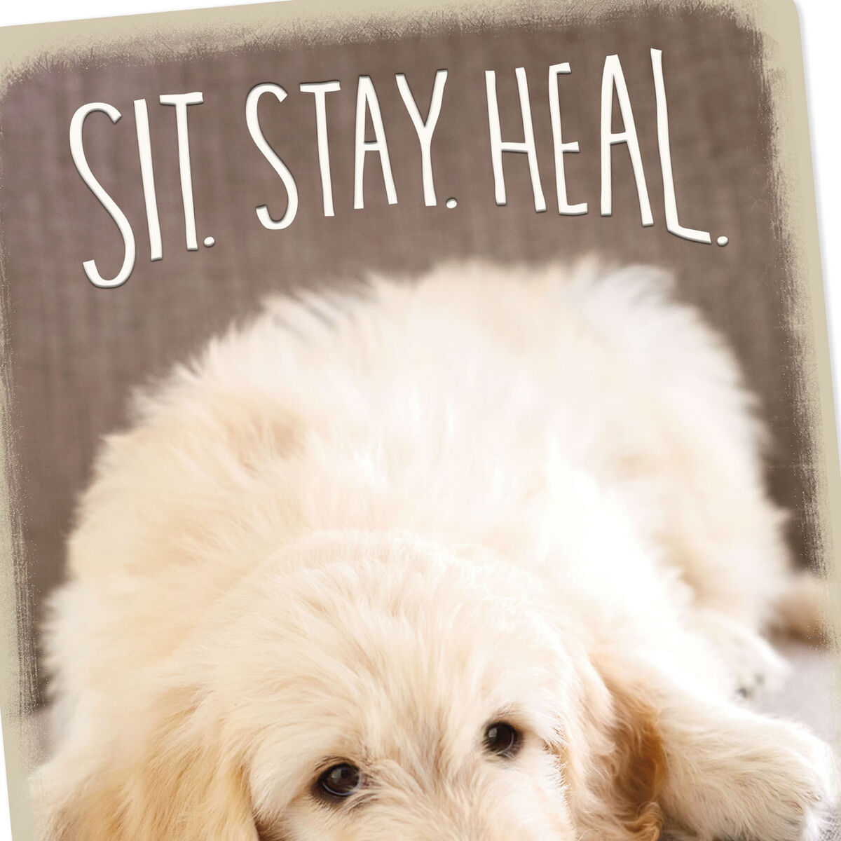 Sit, Stay, Heal Puppy Dog Get Well Card - Greeting Cards - Hallmark
