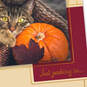 Just Peeking In Cat and Pumpkin Thanksgiving Card, , large image number 4
