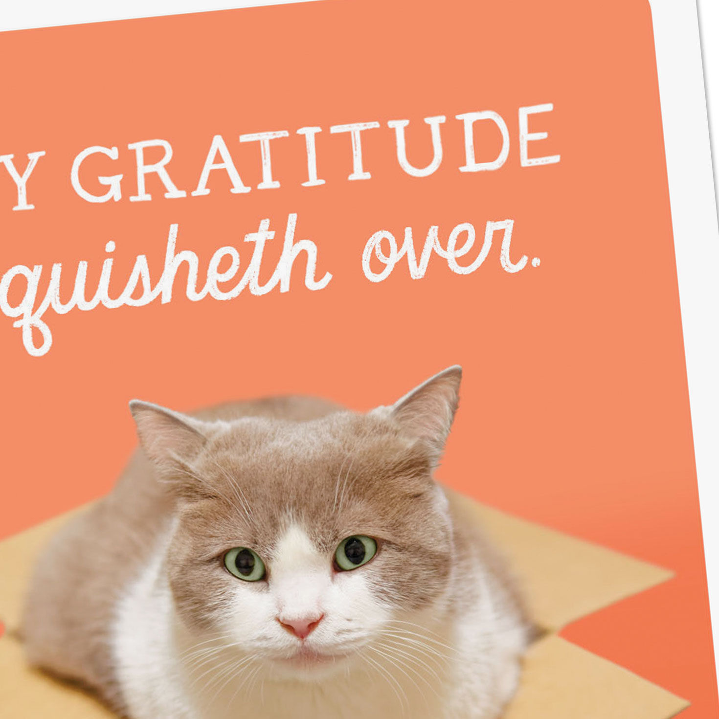 Cat Sitting in a Box Funny Thank You Card Card Front Detail image number 4