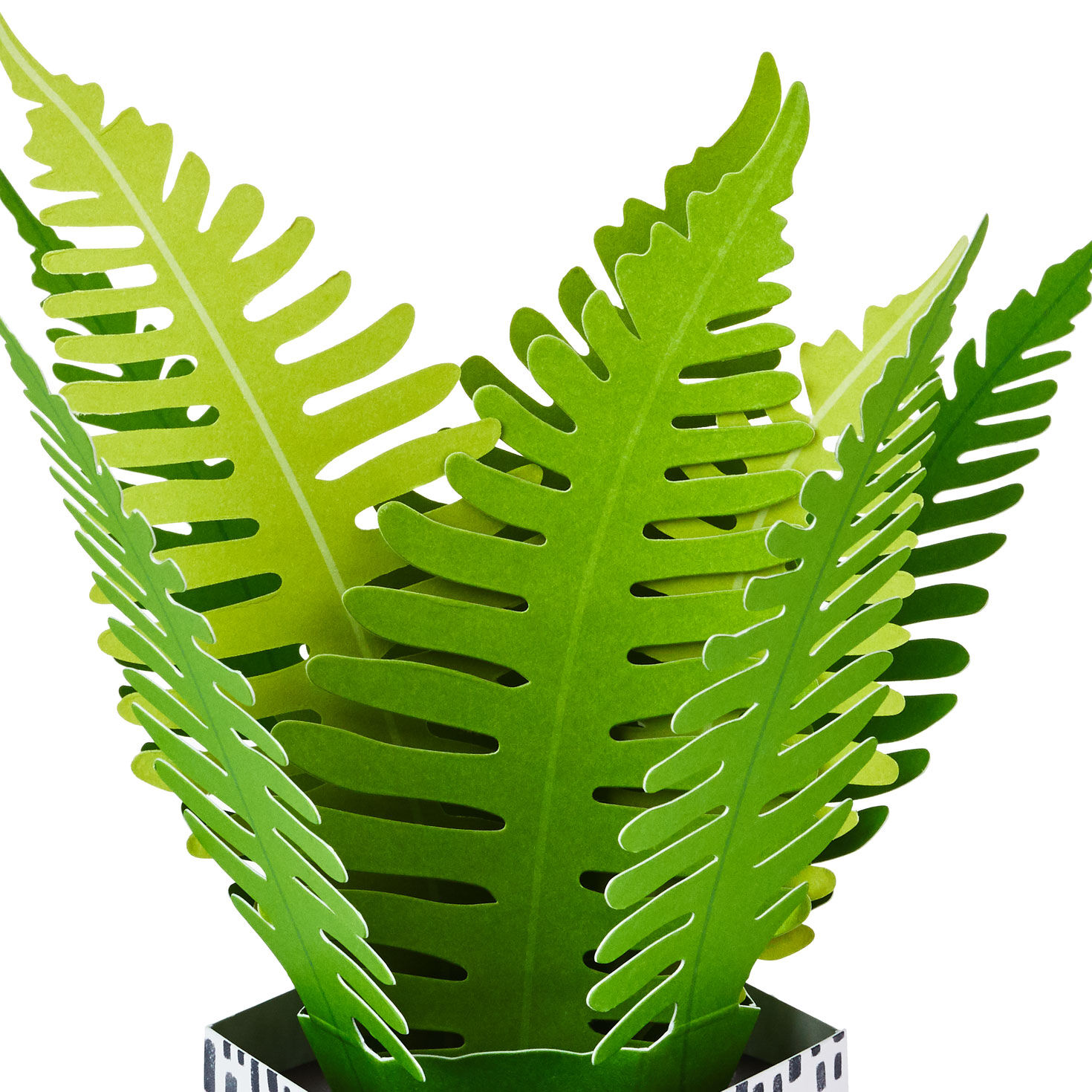 Fern Rooting for You 3D Pop-Up Thinking of You Card for only USD 6.99 | Hallmark