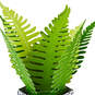 Fern Rooting for You 3D Pop-Up Thinking of You Card, , large image number 4