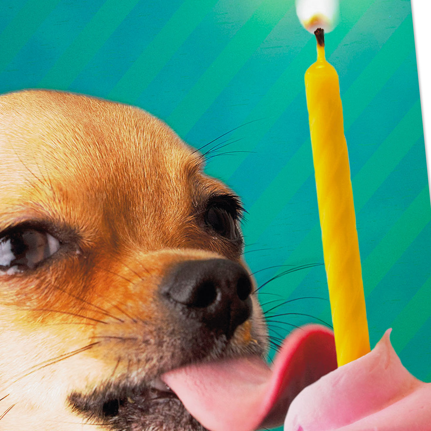 Lick All the Cupcakes Funny Birthday Card Card Front Detail image number 4