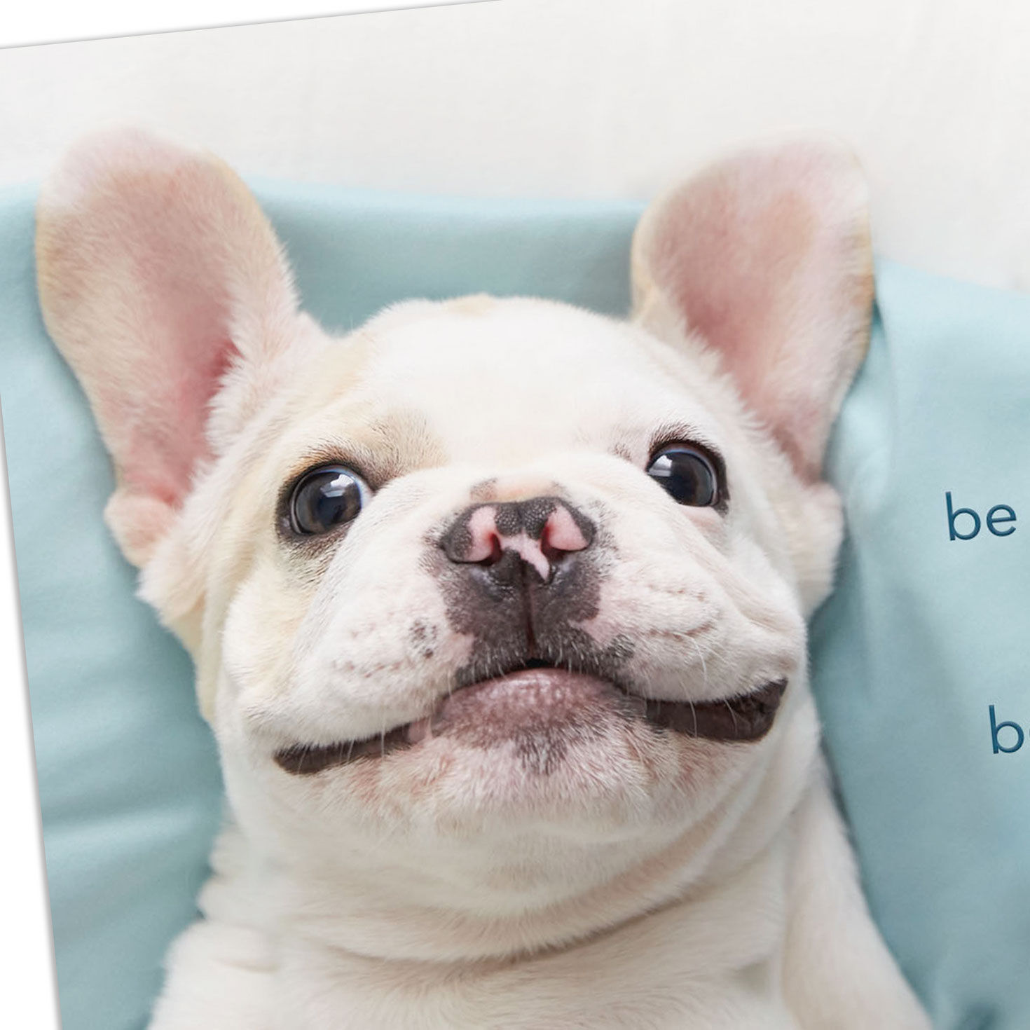 Smiling Bulldog Puppy Get Well Card Card Front Detail image number 4