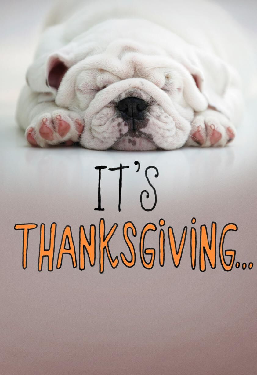Eat, Nap, Repeat Thanksgiving Card