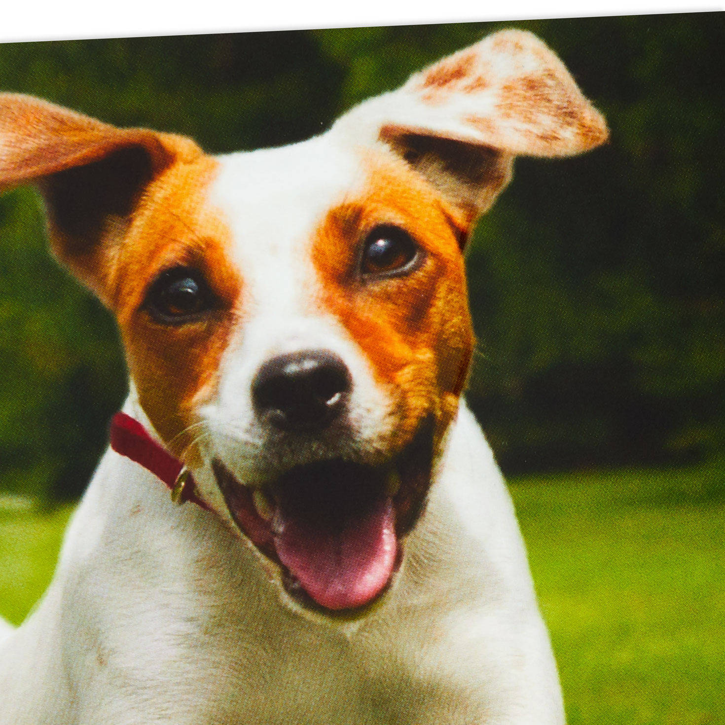 Excited Dog Funny Birthday Card Card Front Detail image number 4