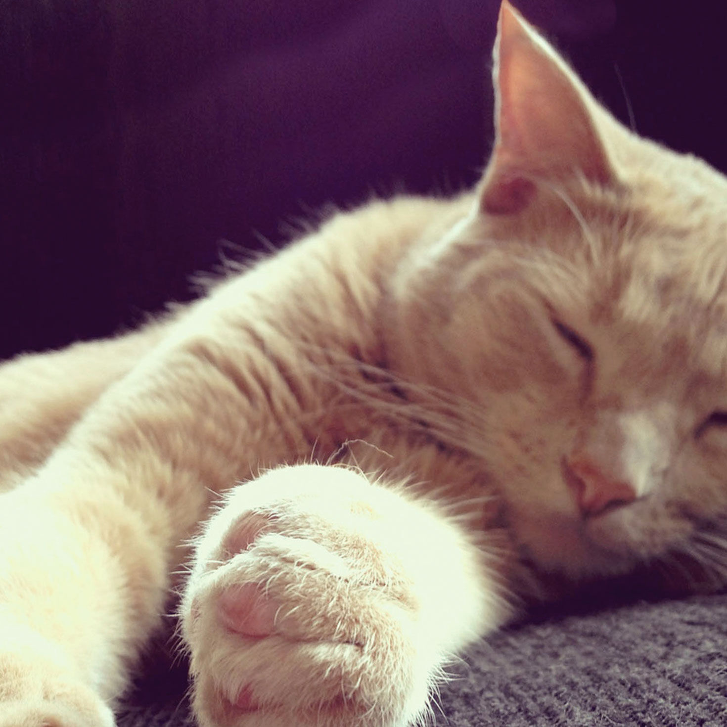 Sleeping Kitty Cat Funny Birthday Card Card Front Detail image number 4