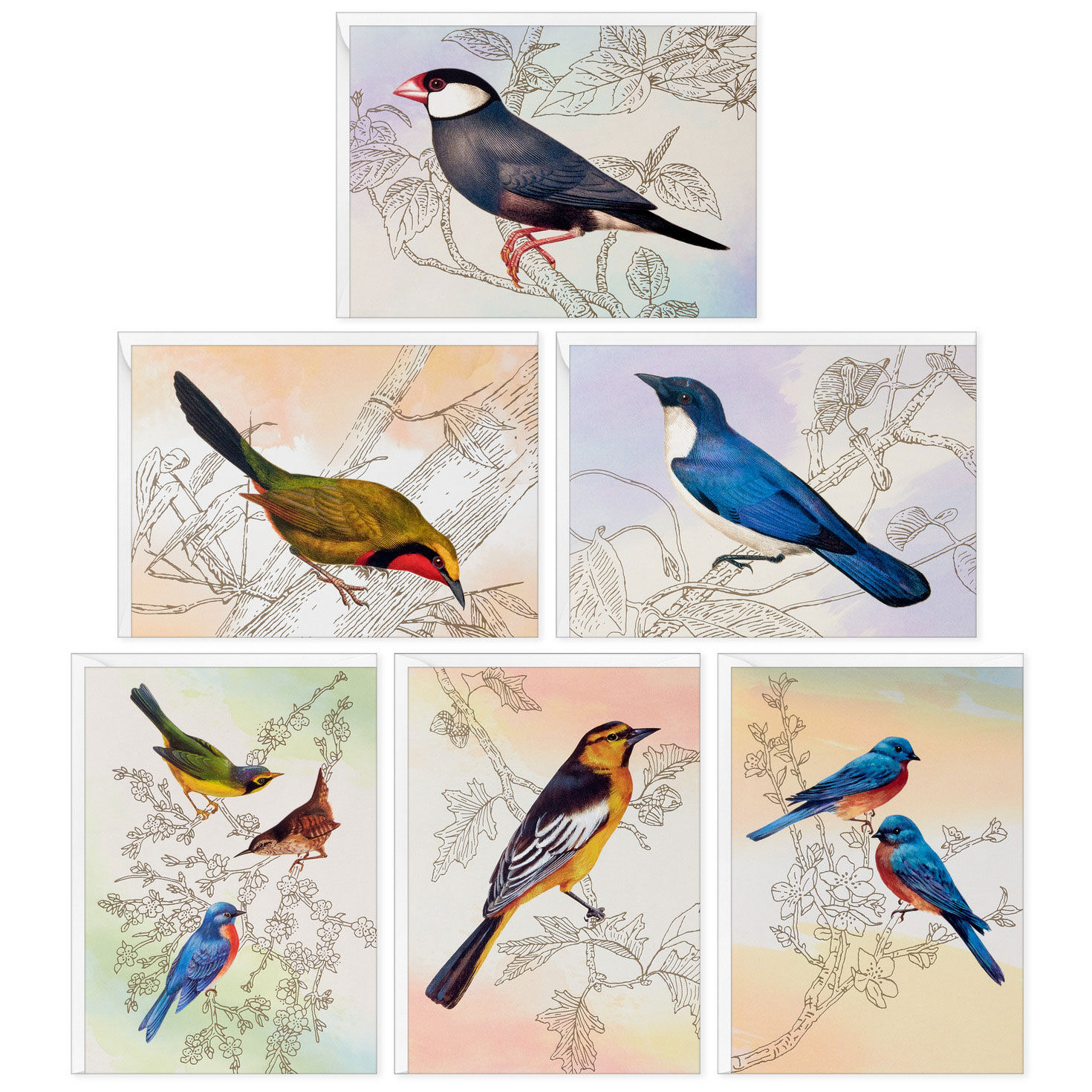 Vintage Bird Artwork Assorted Notes, Pack of 24
