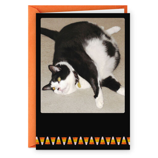 Fat Cat and Candy Corn Funny Halloween Card, 