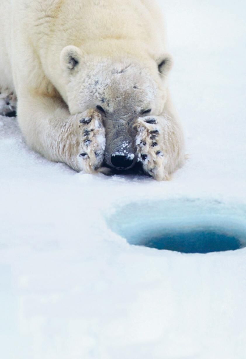 Polar Bear on Ice Hole Funny Belated Birthday Card 