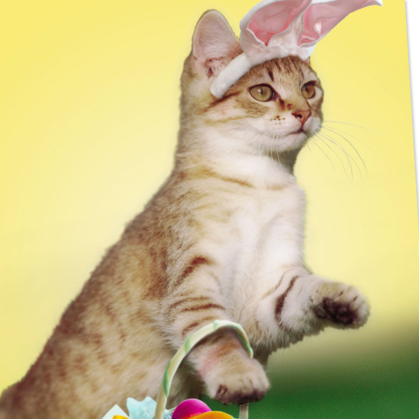 Cat in Bunny Ears Funny Easter Card Card Front Detail image number 4