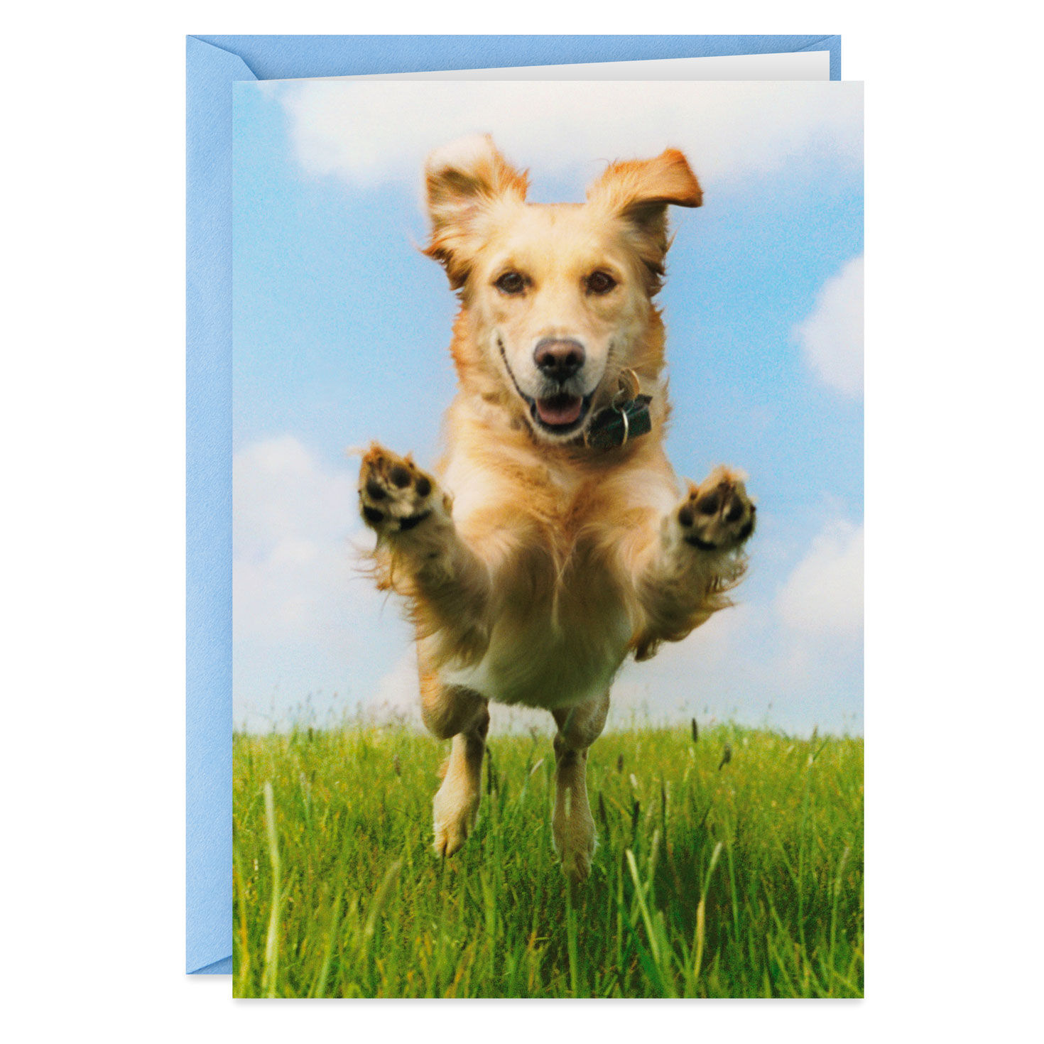 Funny Happy Birthday Joyriding Dog Whatever Feels Good Hallmark Greeting Card