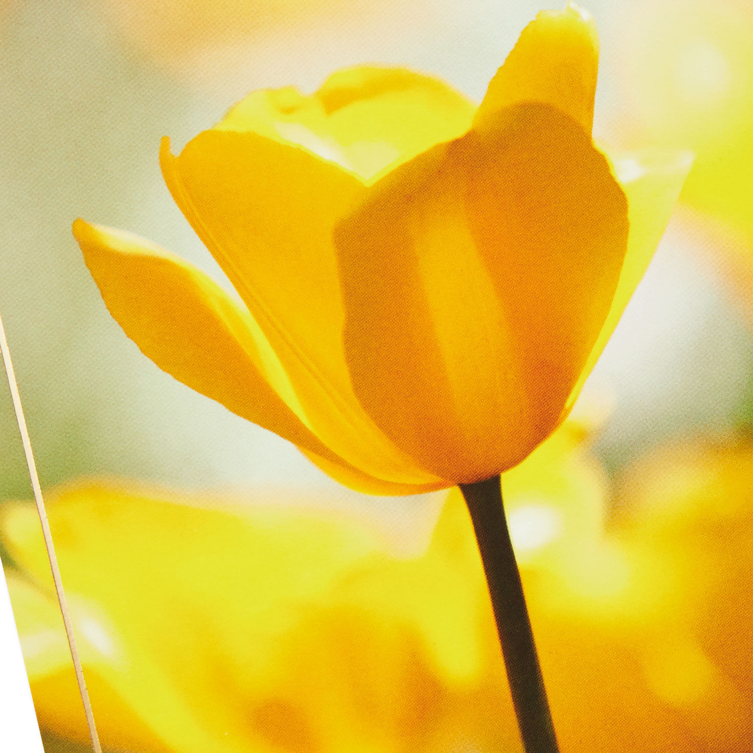 Nature Scenes Assorted Support and Sympathy Cards, Pack of 8, , large image number 7