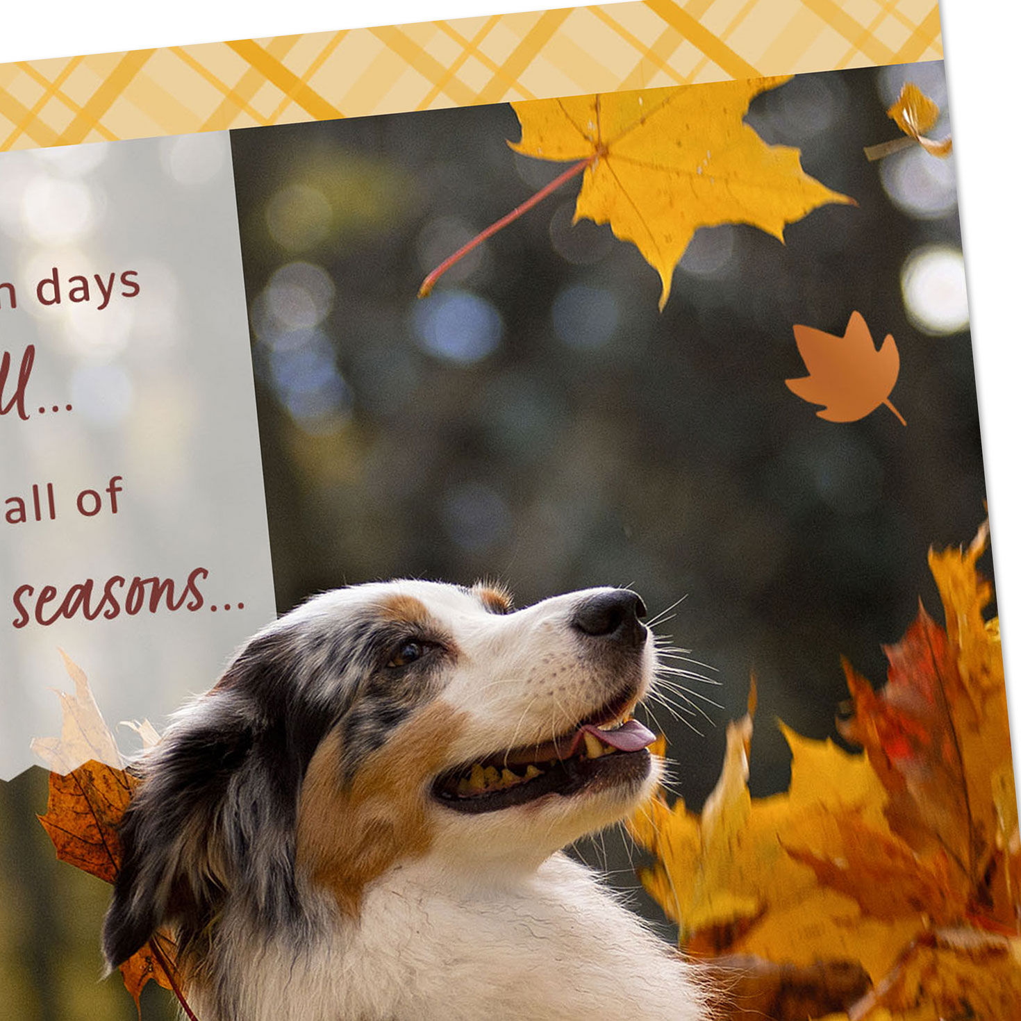 Dog and Autumn Leaves Thank You Card Card Front Detail image number 4