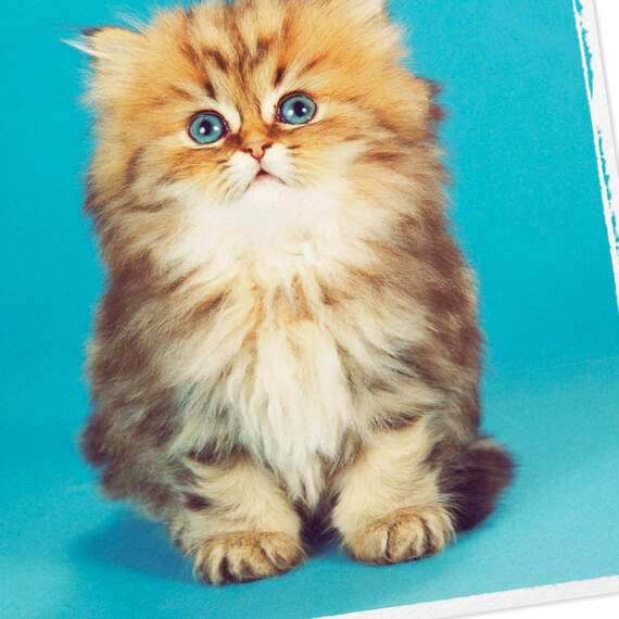 Cute Kitten Photo Birthday Card, , large image number 4