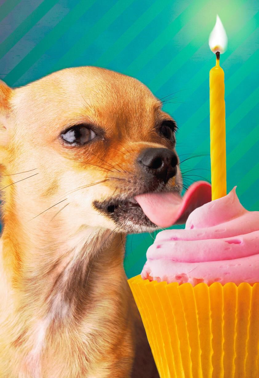 just-a-taste-chihuahua-funny-birthday-card-greeting-cards-hallmark