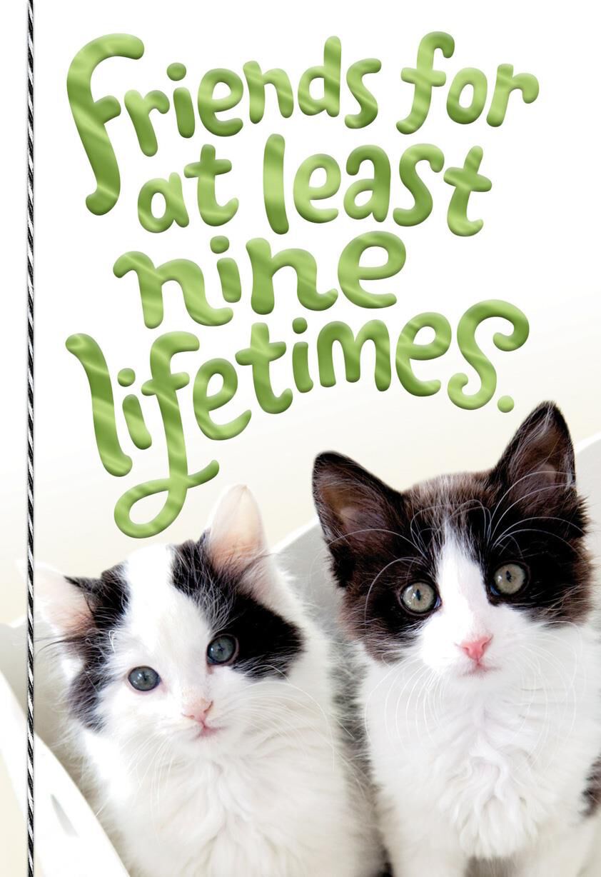 Friends for Nine Lifetimes Friendship Card