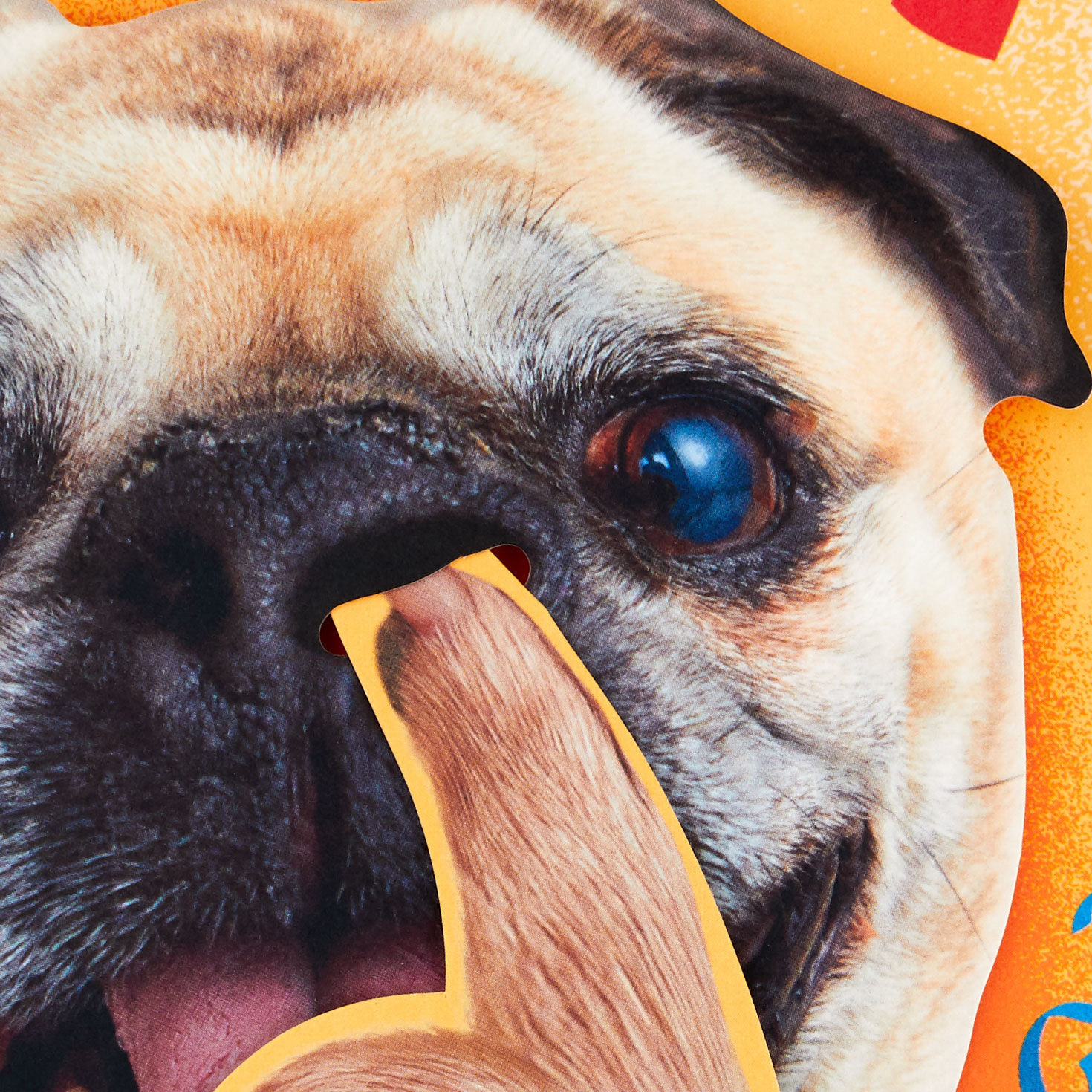 Nose-Picking Pug Funny Musical and Motion Birthday Card Card Front Detail image number 4