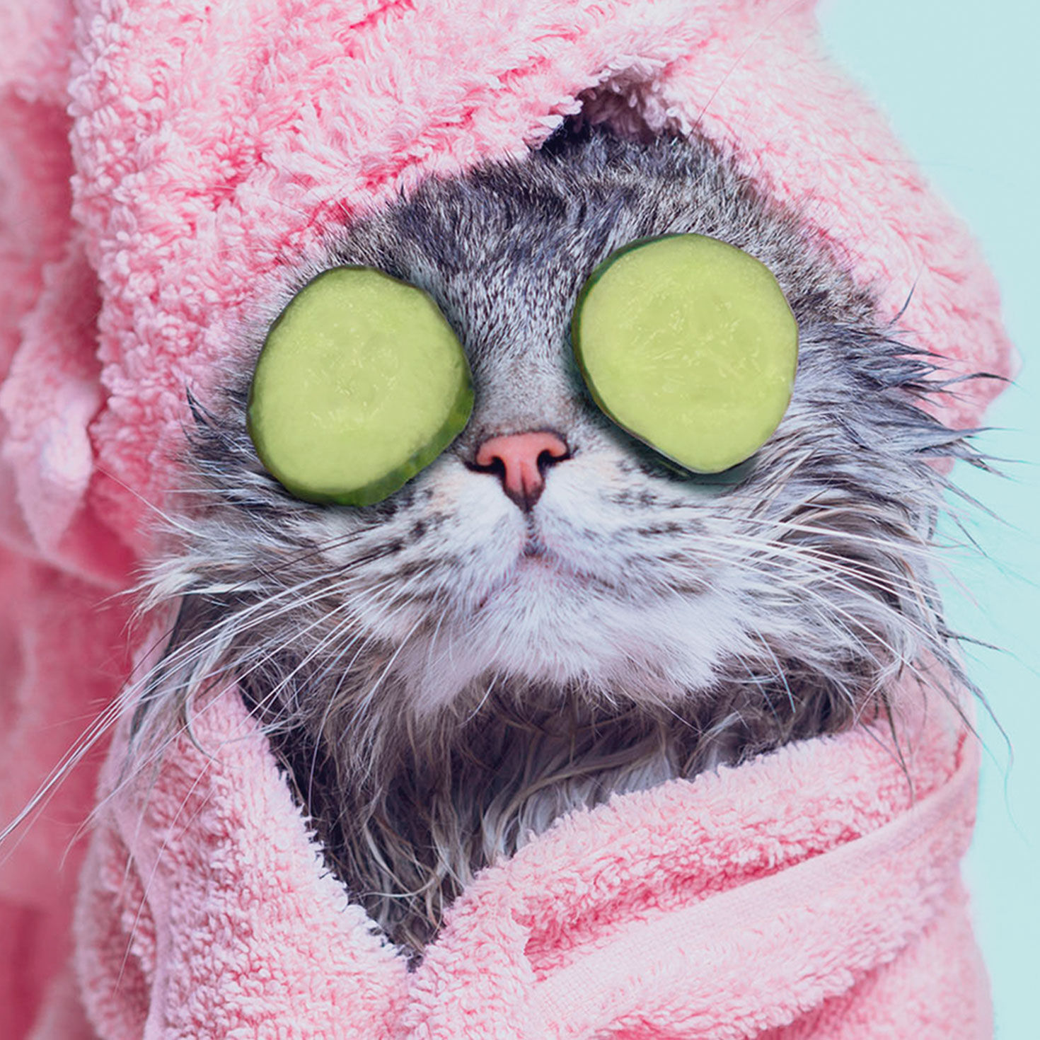 Spa Cat in Pink Towel Funny Card for Her Card Front Detail image number 4