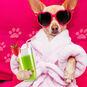Dog Spa Day Funny Birthday Card Card Front Detail image number 4