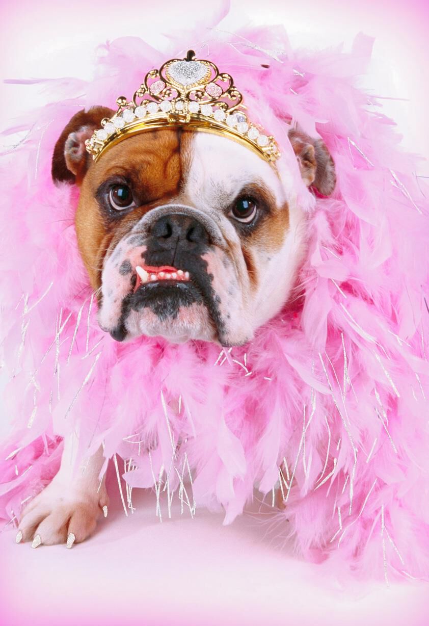 Fancy Bulldog in a Tiara Funny Thinking of You Card