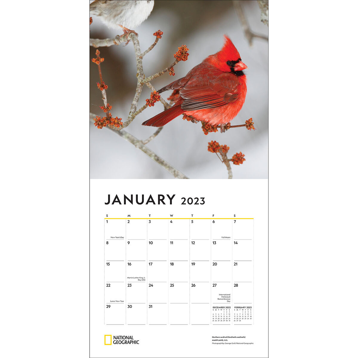 National Geographic Backyard Birds 2023 Wall Calendar Calendars