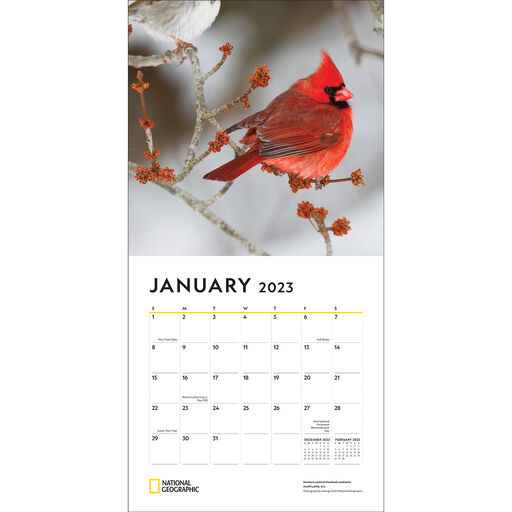 National Geographic Backyard Birds 2023 Wall Calendar, 
