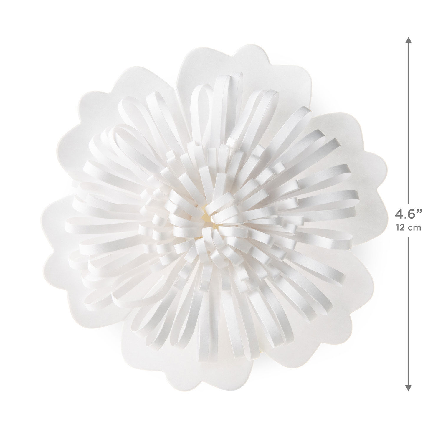 Scalloped Floral Gift Bow in Cream measurement image number 3