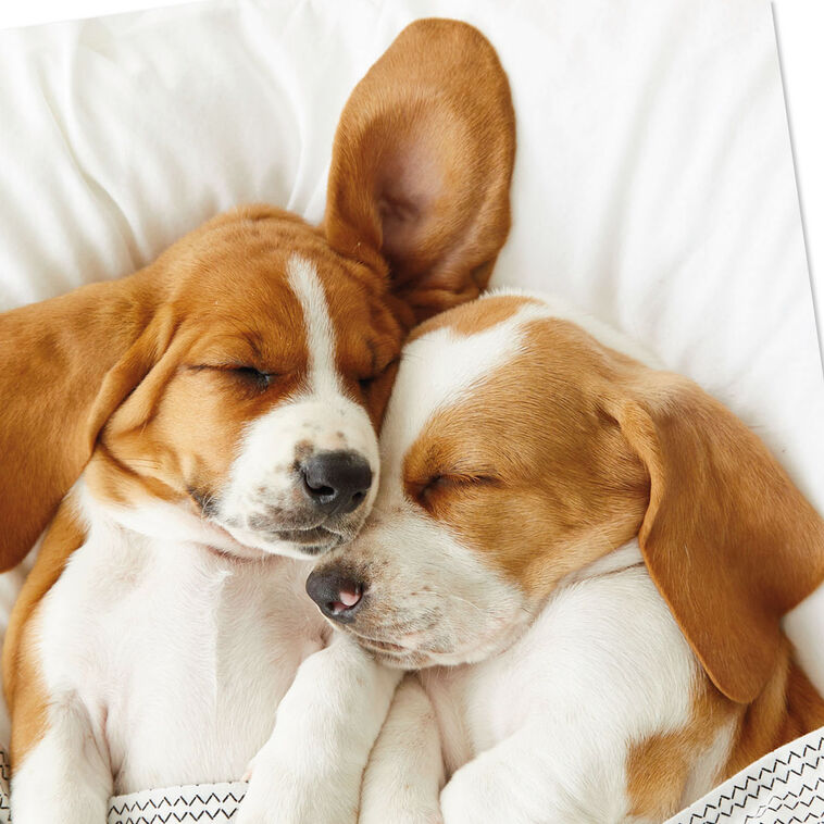 Cuddly Puppies Funny Anniversary Card for Couple Card Front Detail image number 4