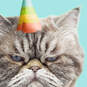 Judgmental Cat Funny Birthday Card, , large image number 3