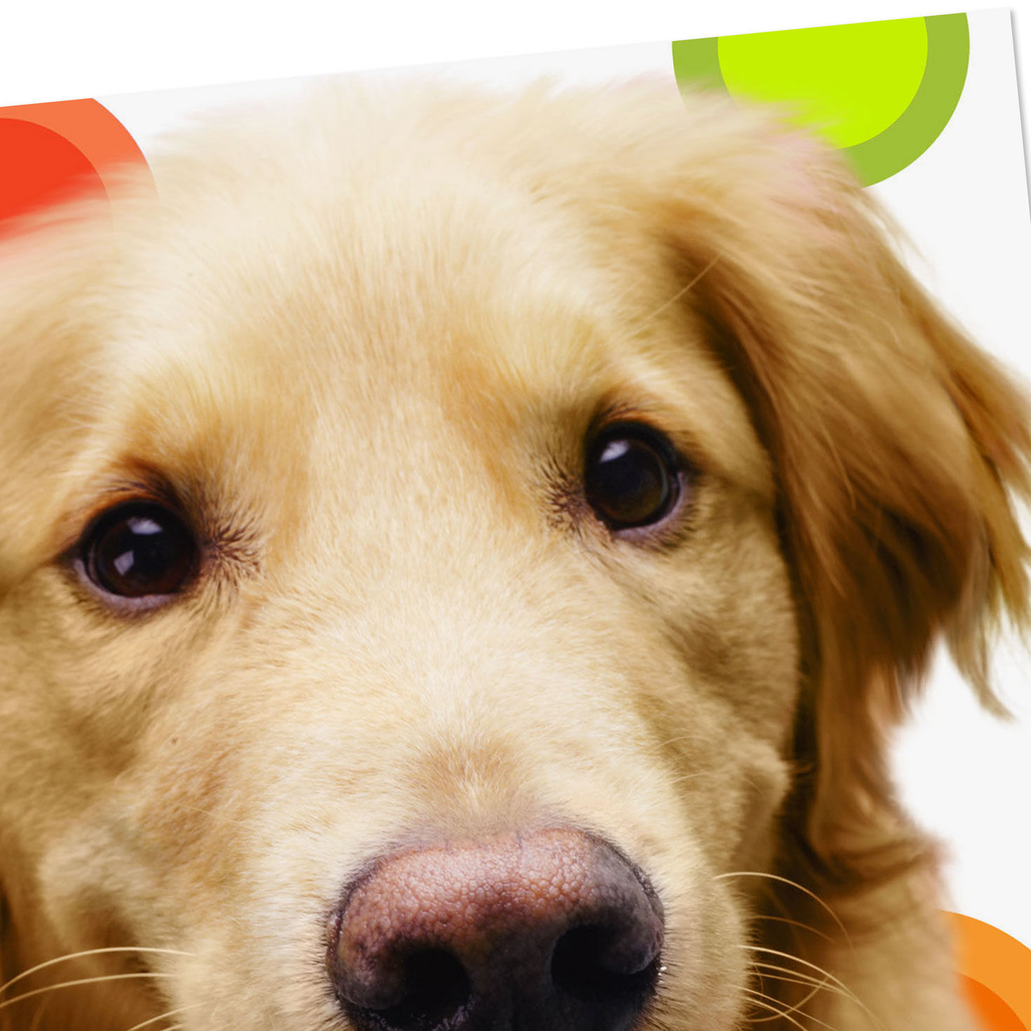 Golden Retriever Funny Get Well Card  image number 4