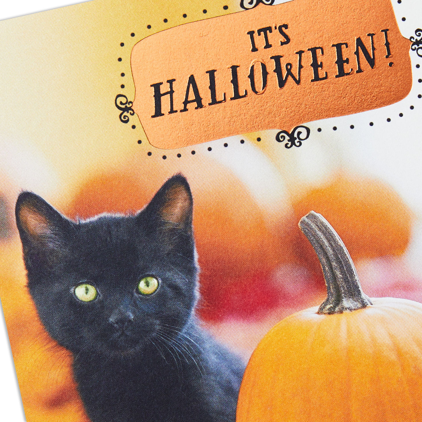 Black Kitten With Pumpkins Halloween Cards, Pack of 6, , large image number 3
