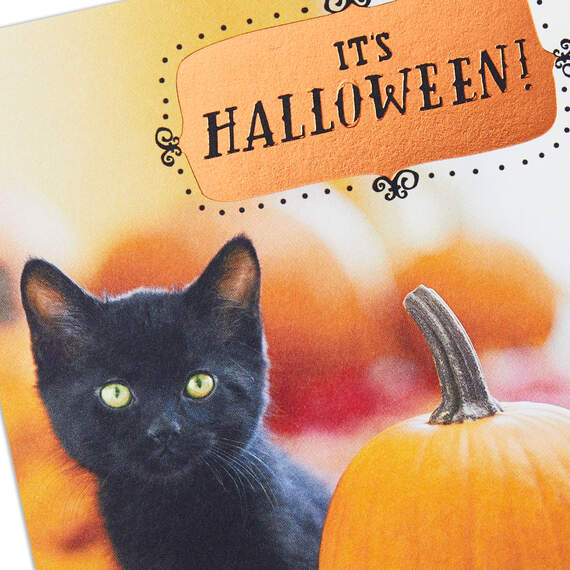 Black Kitten With Pumpkins Halloween Cards, Pack of 6, , large image number 3